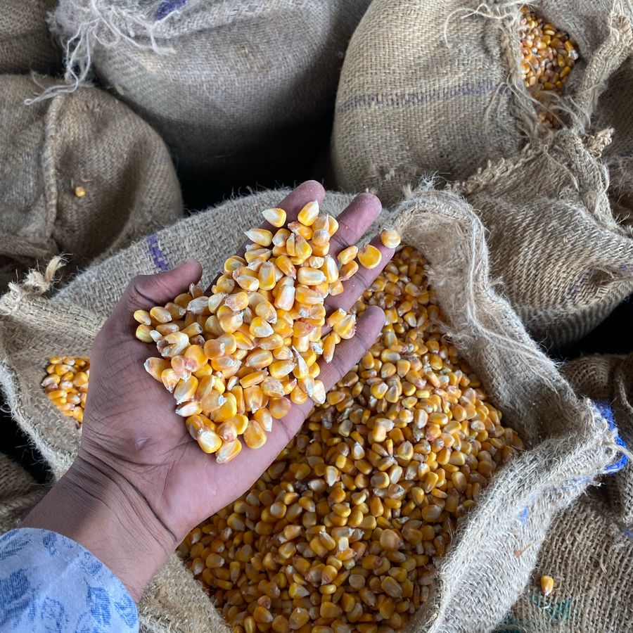 Handful of dried maize kernels over grain sacks