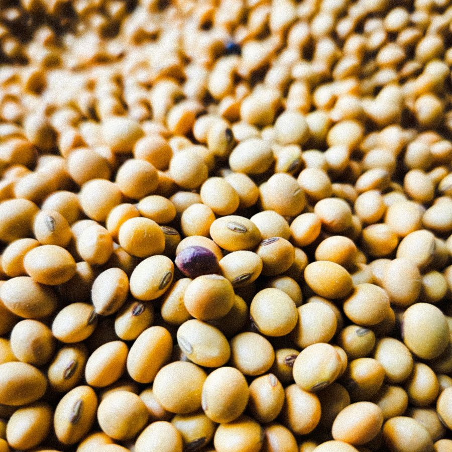 Close-up of dried soybeans